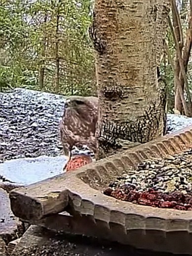 livebirdspoland_79d6c31f9b703129c6efe4d4412ac377.jpg