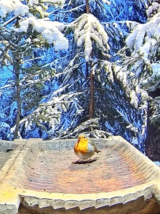 livebirdspoland_05db6455a2ecaccfd8f17e59a8b1427b.jpg