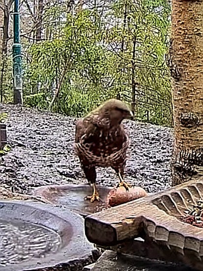 livebirdspoland_61478d8c049ed3b824796cf78635b875.jpg