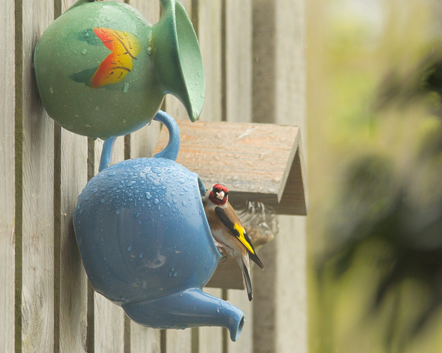 livebirdspoland_fd4c67cd4115f6285a69b70b17987bdd.jpg