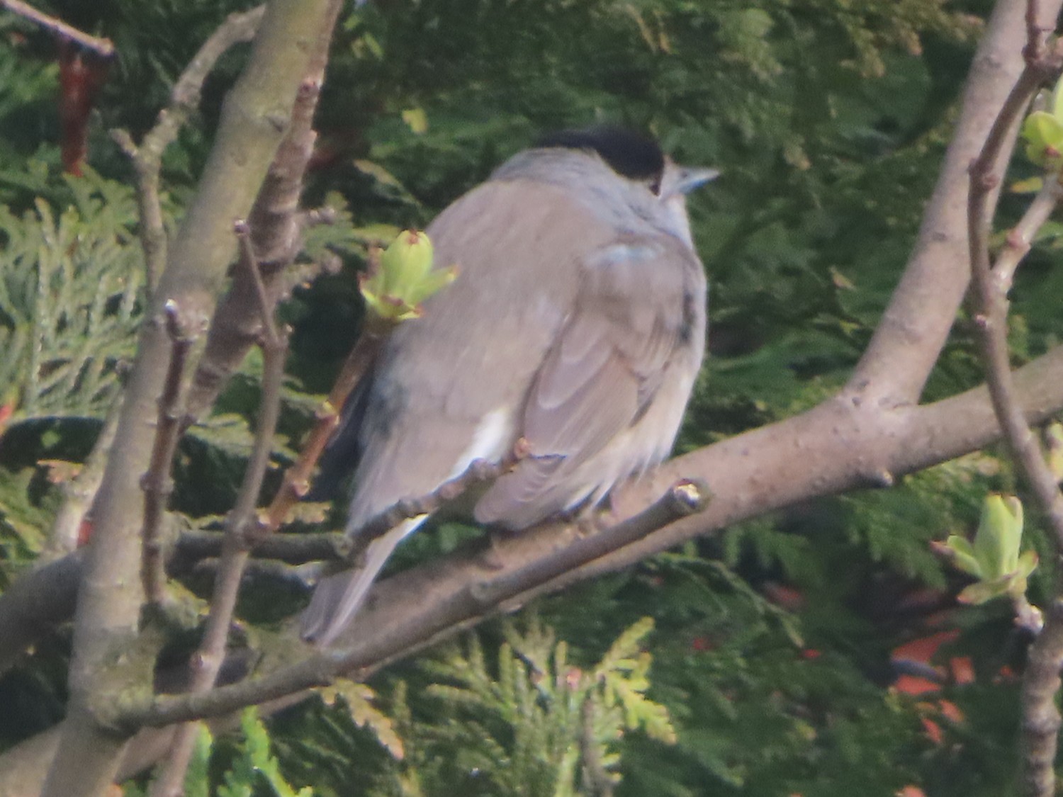 livebirdspoland_04d3ade83fa89b3e1a58d9783aa8e3b5.jpg