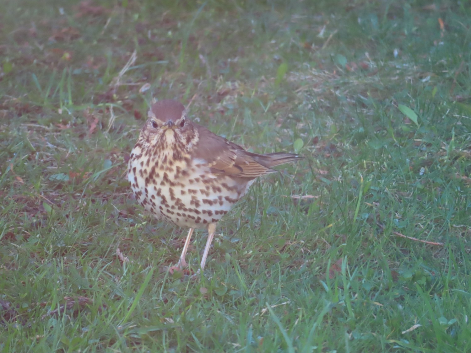 livebirdspoland_372c3d67194a2e6576c35711b2655bfc.jpg
