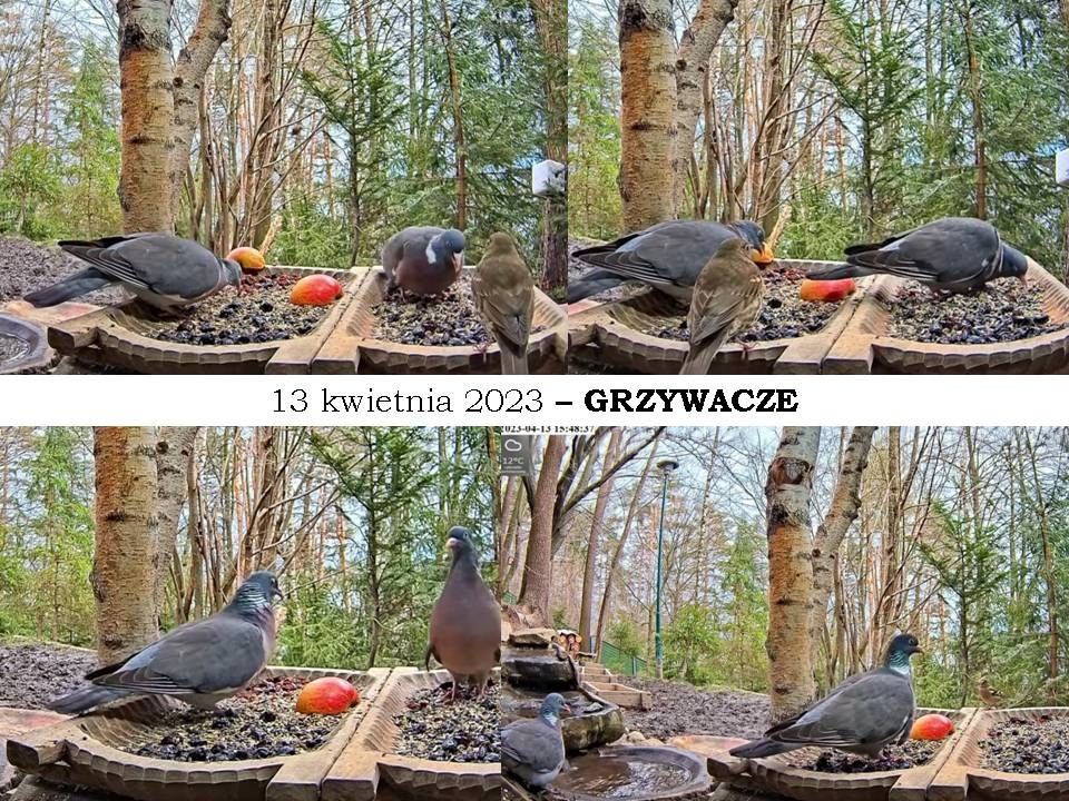 livebirdspoland_d7a5790d391a74da09c6cbe720f5f5ba.jpg