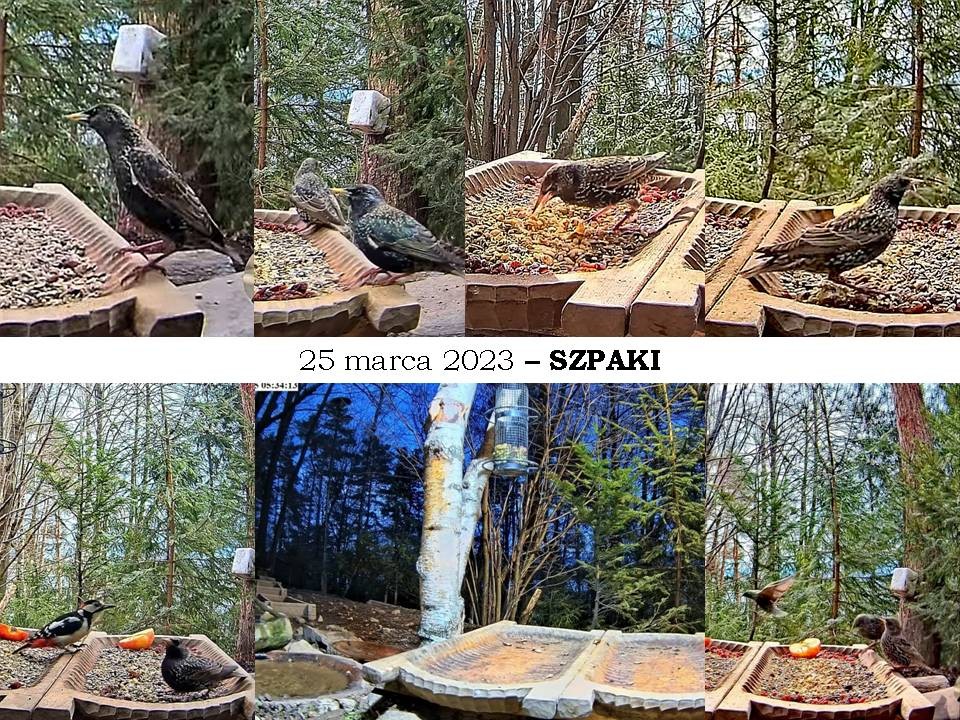 livebirdspoland_41ac7fb1faf6fd8e3a708284f8640046.jpg