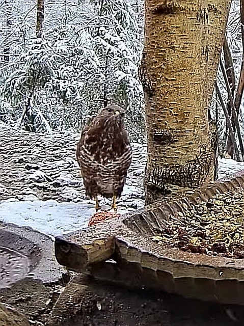 livebirdspoland_8c473a2321dd65ba85cc1af415e78c9c.jpg