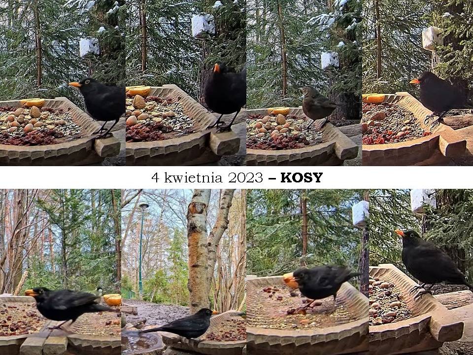 livebirdspoland_5b4707dc93172a5ffdb46a8cbe0d4fbd.jpg