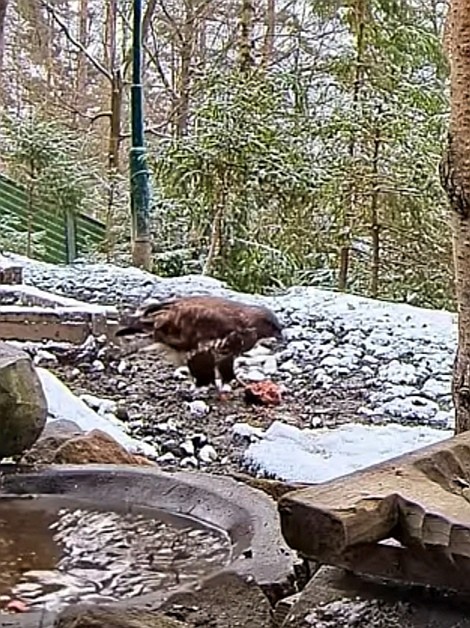 livebirdspoland_bdeeaf660b3d7a12857de870b7dd2716.jpg