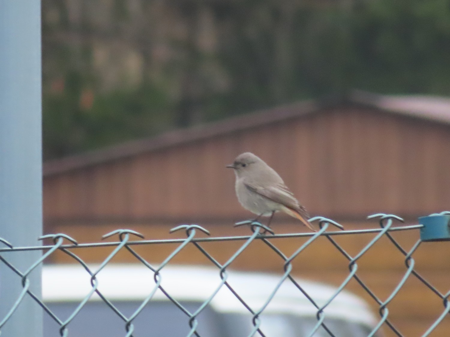livebirdspoland_cf71ead898d07c8c175eb93eee8832b8.jpg