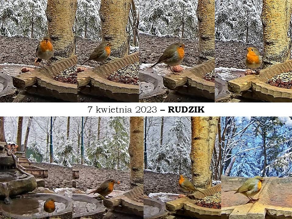 livebirdspoland_e4b985bb6056ed591b4a17adaeb185c8.jpg