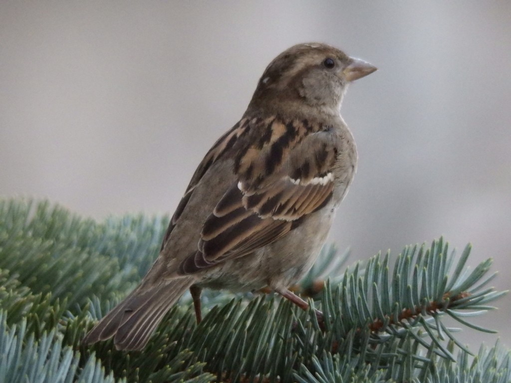 livebirdspoland_169895da961e813115d6c89b2fc94d14.jpg