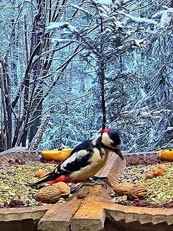 livebirdspoland_1c9094f3b2a002cdb346374958efde91.jpg