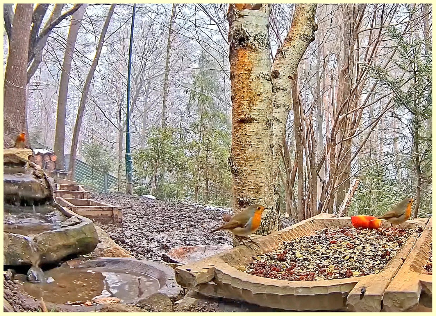 livebirdspoland_d5ef6d1c0005eafa2fc377010460cd5b.jpg