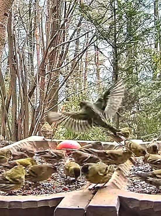 livebirdspoland_2fad7bae07006ae4da8ba4955151c91b.jpg