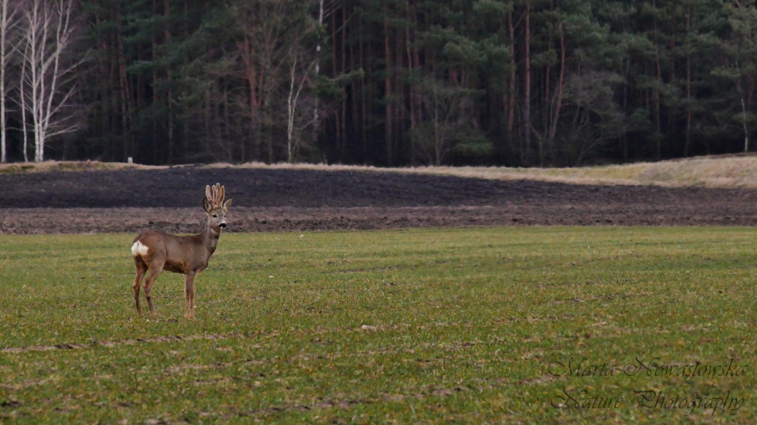 livebirdspoland_551b7cb21177e5ddccefa65c60baa746.jpg