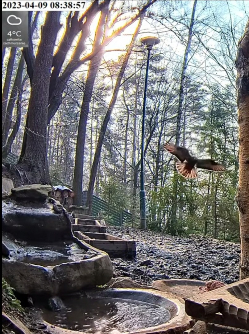 livebirdspoland_f61ac8c65232e6446bddd0ea38842d0c.jpg