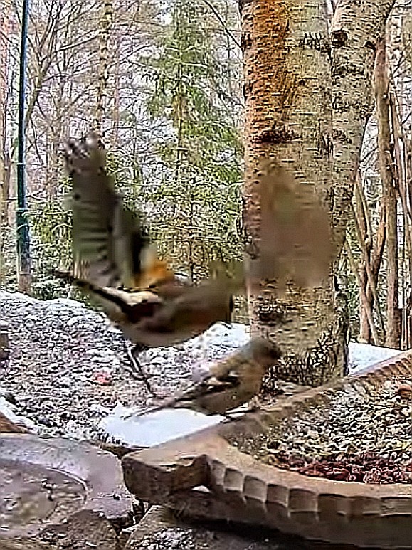 livebirdspoland_620fcbb0af7021fff074caa88e86ed20.jpg
