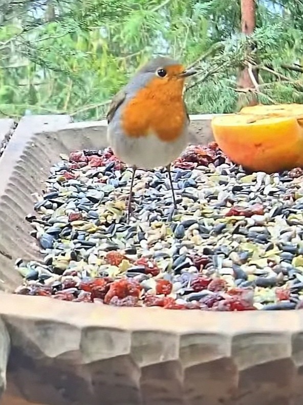 livebirdspoland_85af1d24b2d41760690d4b13bf93221b.jpg