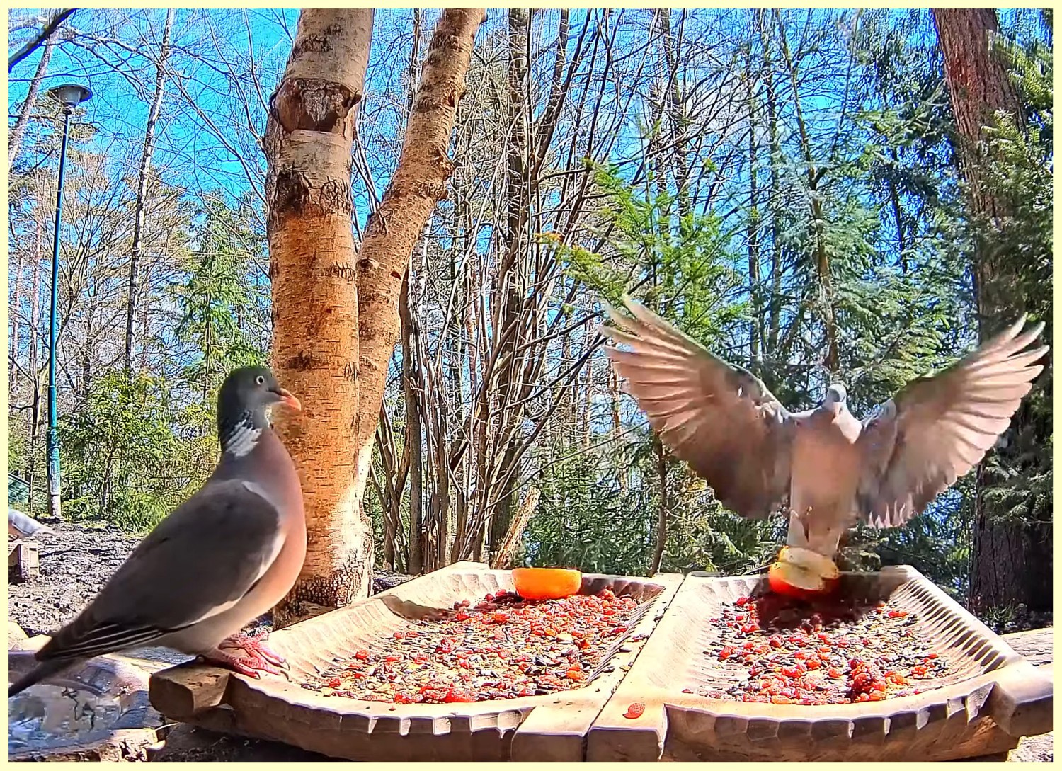 livebirdspoland_2a862b7773fb6b73578cccf70ff64156.jpg