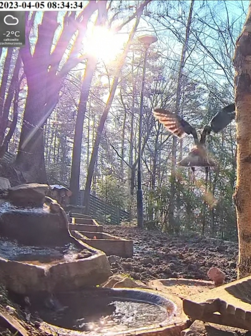 livebirdspoland_b8a423badd3f298863994fd07d0d1eba.jpg