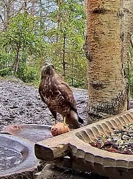 livebirdspoland_dcda86f539e7aabd13f142af3392d43d.jpg