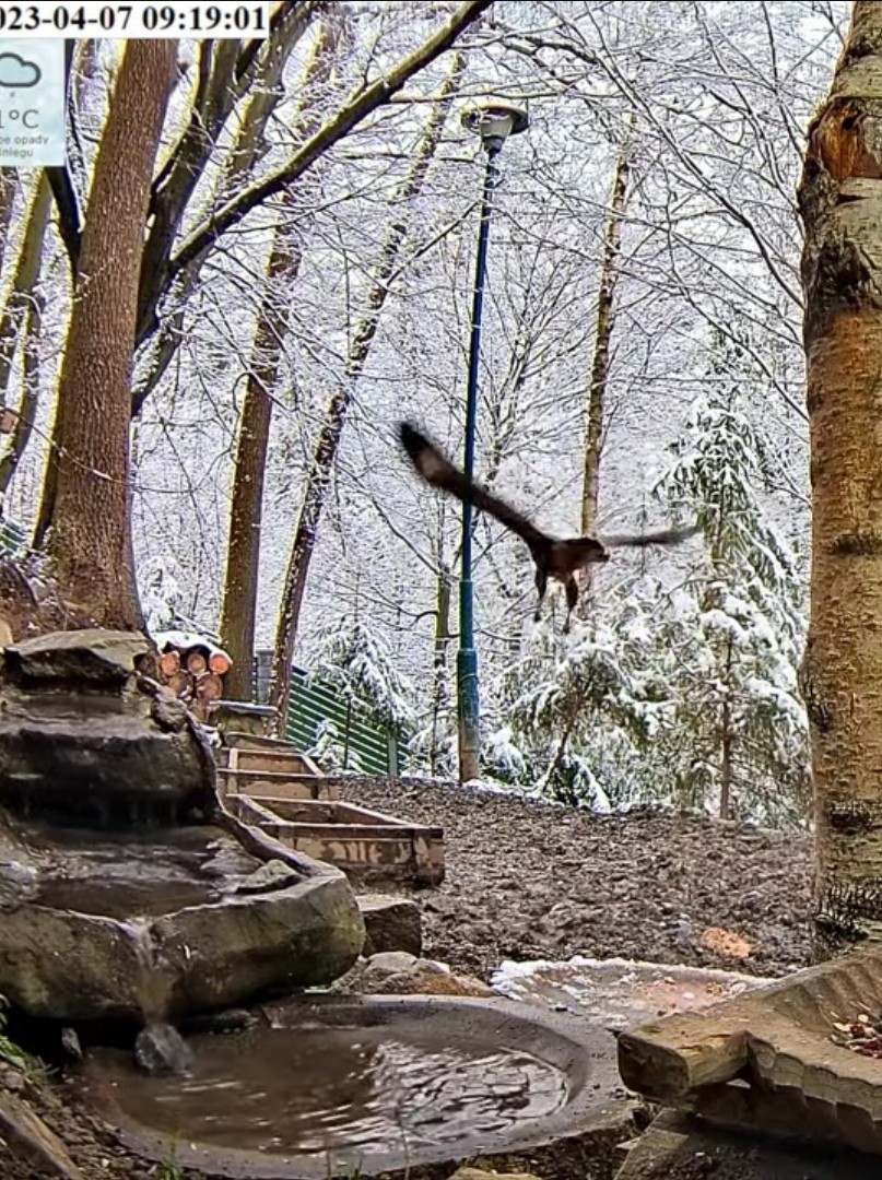 livebirdspoland_22e0291bf290a1a07d4f09d26ec8cb65.jpg