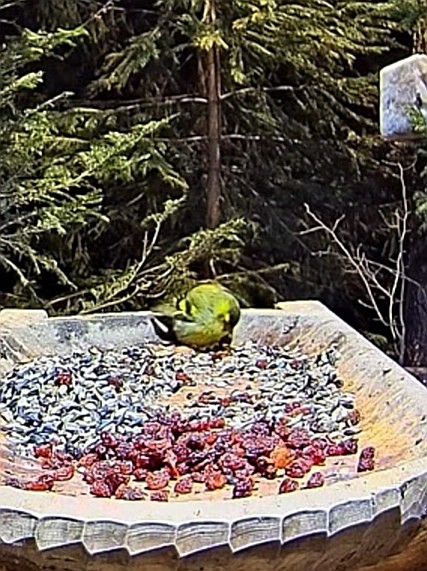 livebirdspoland_08bdc0804dbf85b06fdab1cd7e09890e.jpg
