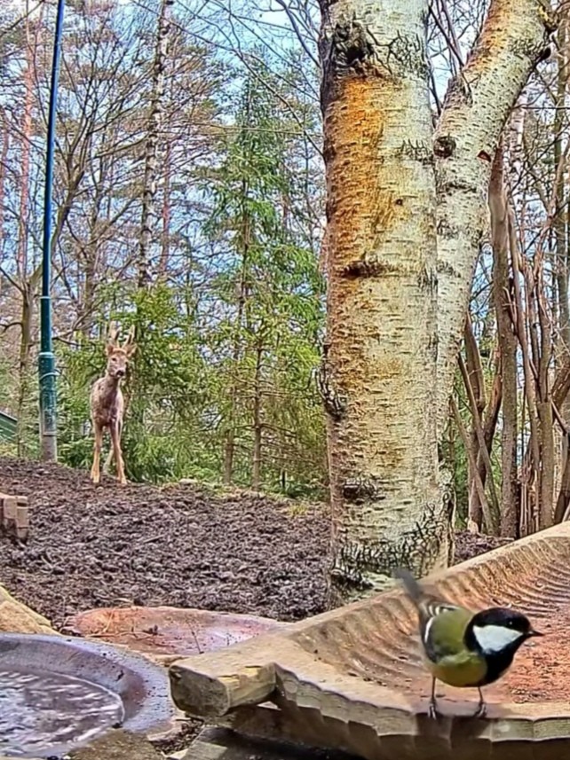 livebirdspoland_c36cde82a37f96a4ffd4f0858b621f9b.jpg