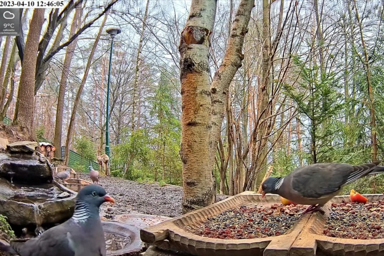 livebirdspoland_2d75b5d82617f66f6f5ae3b0e1b35a5c.jpg