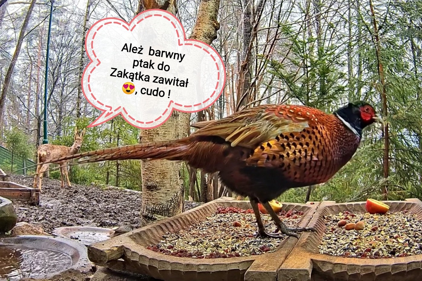 livebirdspoland_564aea2cb7ca1de0025a84a65171127b.jpg