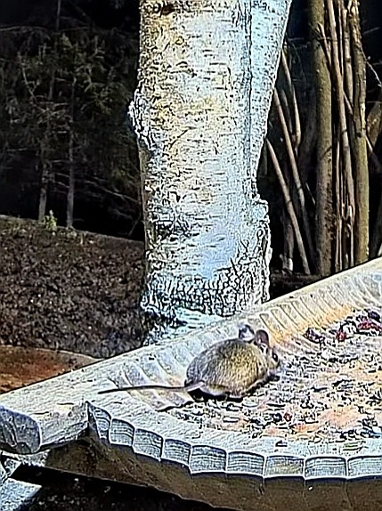 livebirdspoland_f6cccb8d53225c76c4370d9fda8dacb5.jpg
