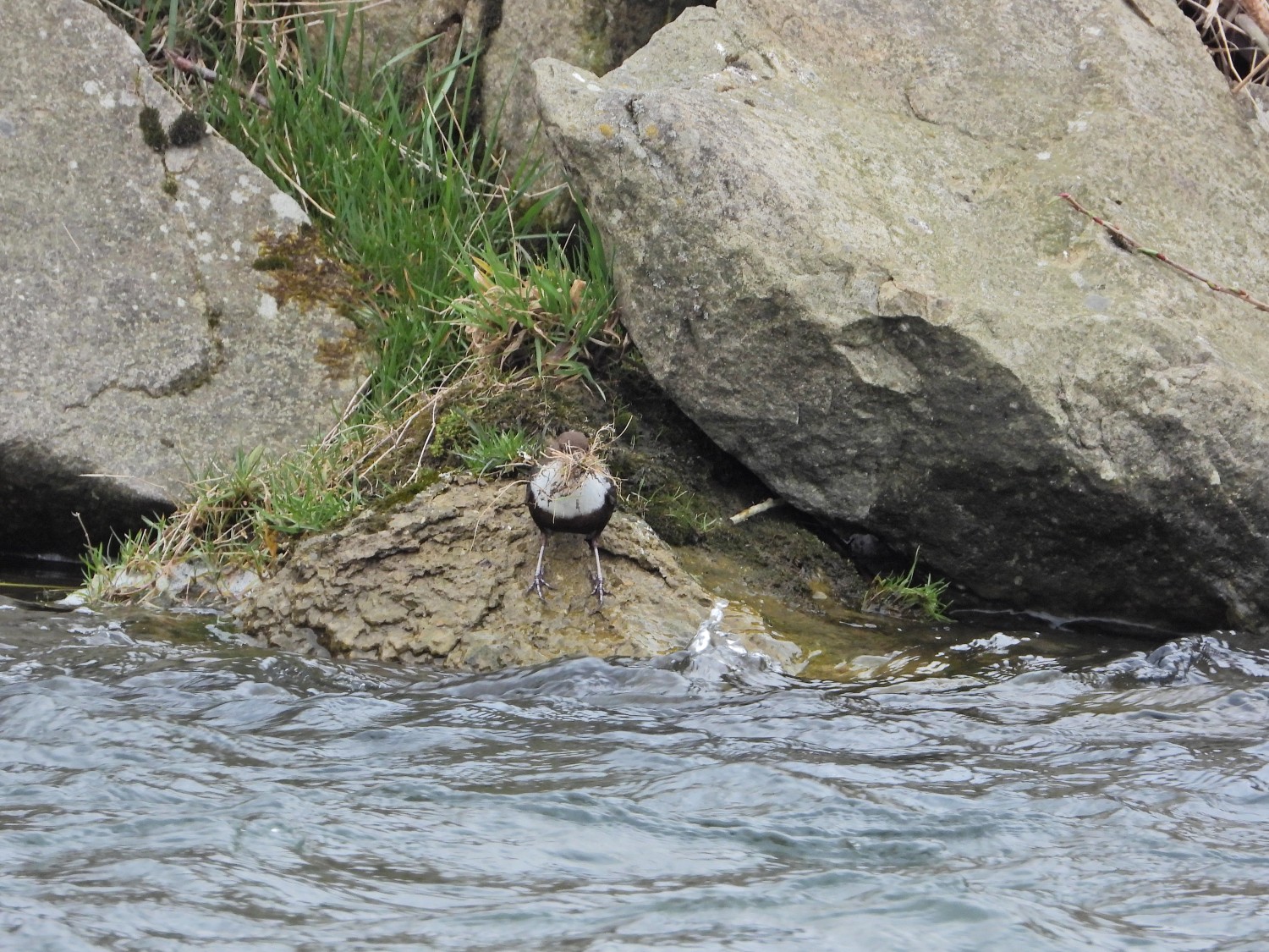 livebirdspoland_378d3b5b32908ee17259bdaae914be73.jpg