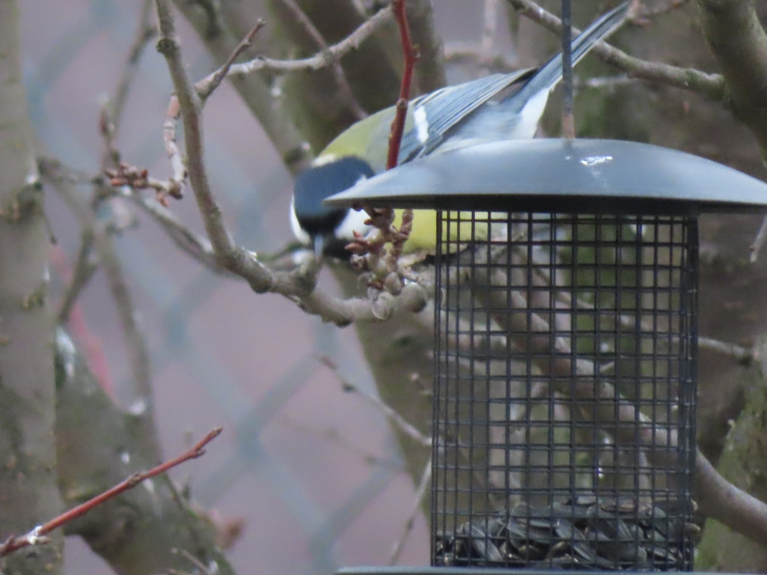 livebirdspoland_96ae4f1c39612f16f68b4f0cb28c989e.jpg