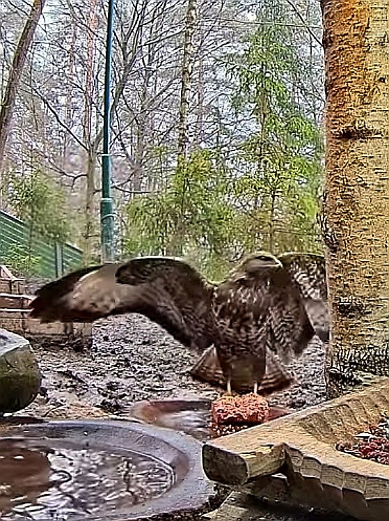 livebirdspoland_097f20cfeb8d1c46150737ef993a6d15.jpg