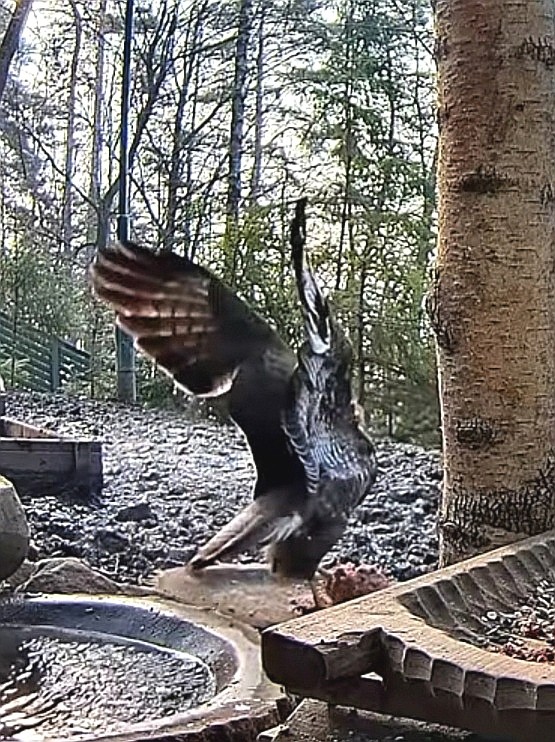 livebirdspoland_520ed44135020ca010058dadf2ee2013.jpg