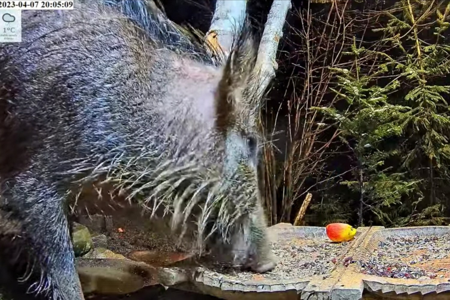 livebirdspoland_7234436651658b7d6b44ec397f06dc76.jpg