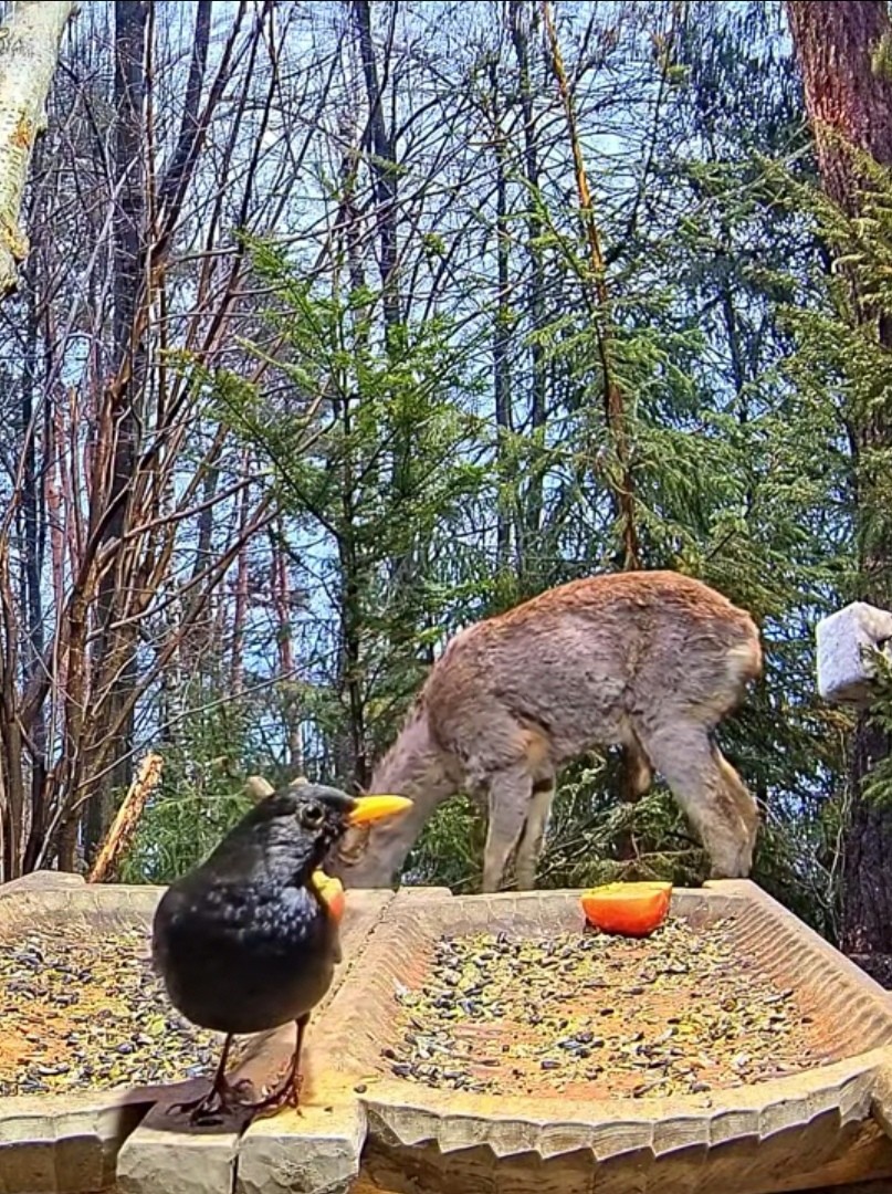 livebirdspoland_e6825a65e7f0f6498208b9af42a87ad8.jpg