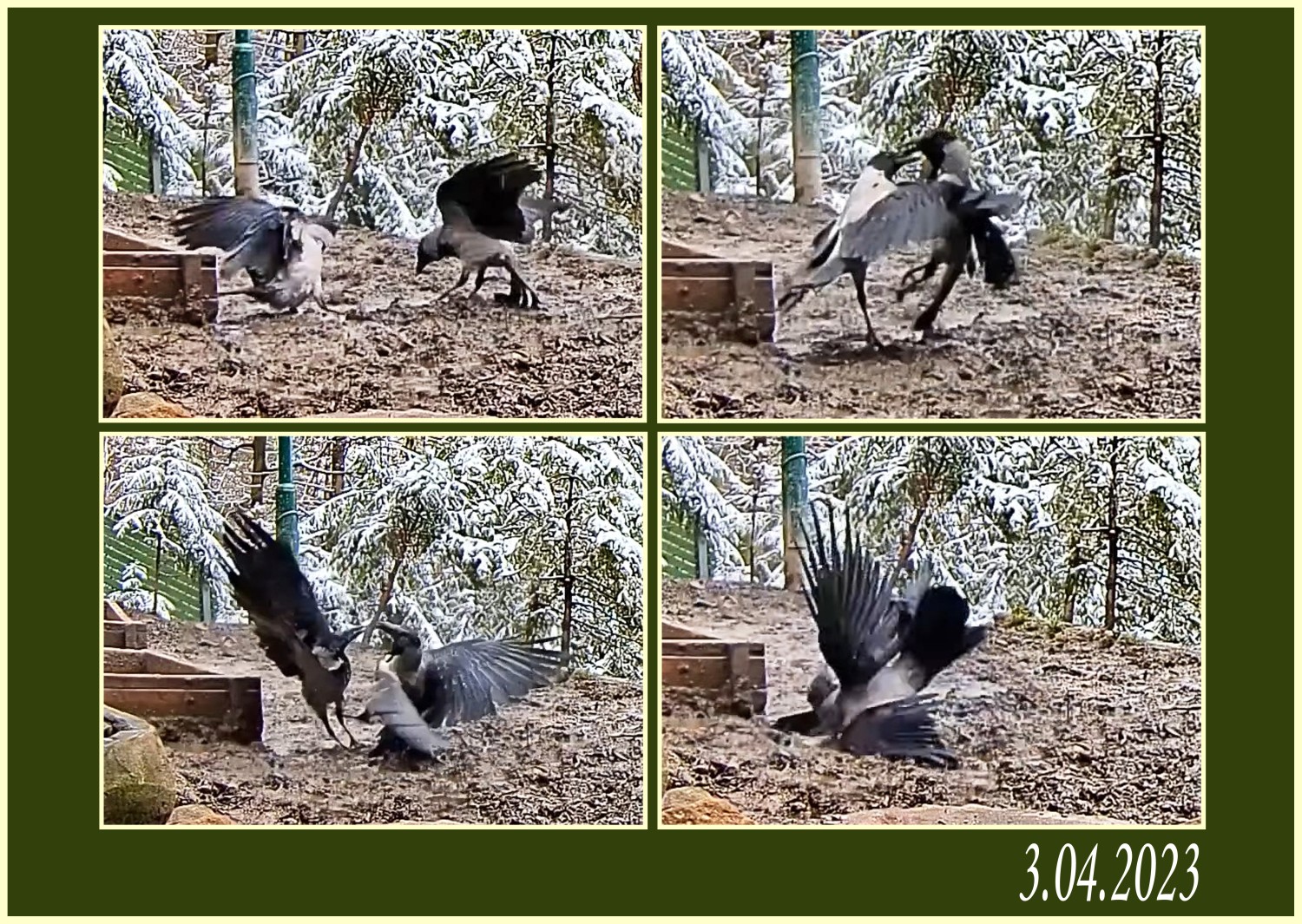 livebirdspoland_5cef16b8acb2a4f013b62bb767c25b31.jpg