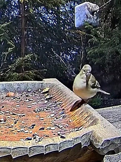 livebirdspoland_4ce2b72ee292be6a1606e0d18d1b6c43.jpg