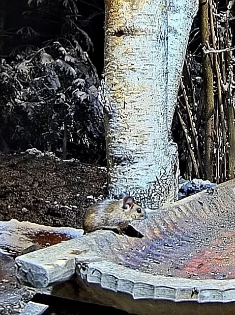 livebirdspoland_f3e81a7545b67055e9d349e2a5acd5b4.jpg