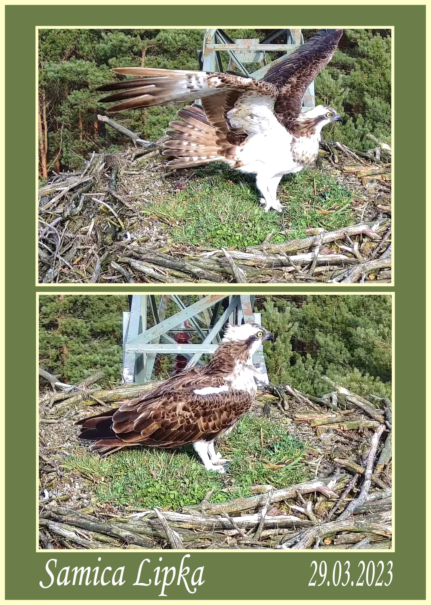 livebirdspoland_ac62a2e7984a9c38287f5f428d221291.jpg