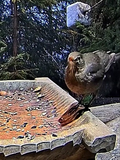 livebirdspoland_ab23af89c56b15f6401d576cbf36905f.jpg