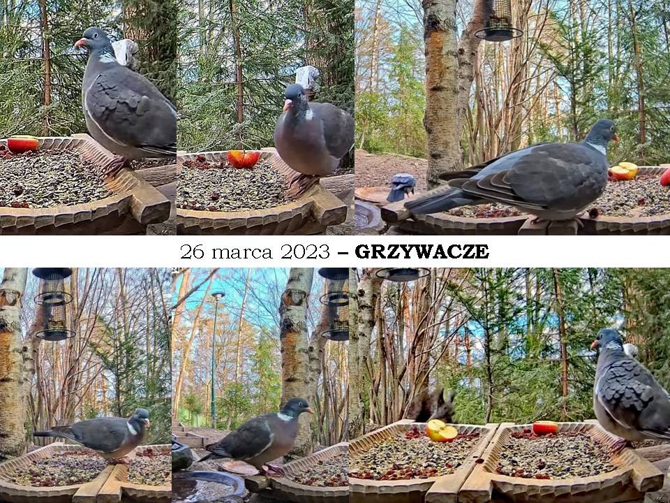 livebirdspoland_c544b55d7323643feea1c8ebd27fcddc.jpg