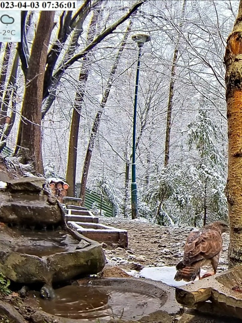 livebirdspoland_28bd0a237674e97f2f49a7ed570ab1ae.jpg