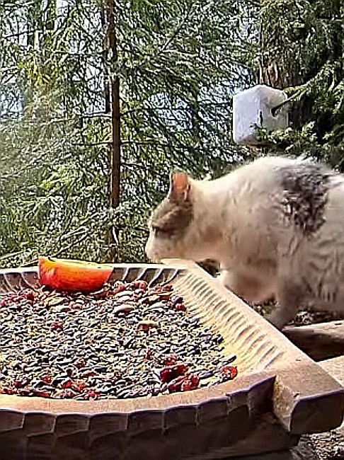 livebirdspoland_6f0fdc9a4d4f1313e002328398c868bb.jpg