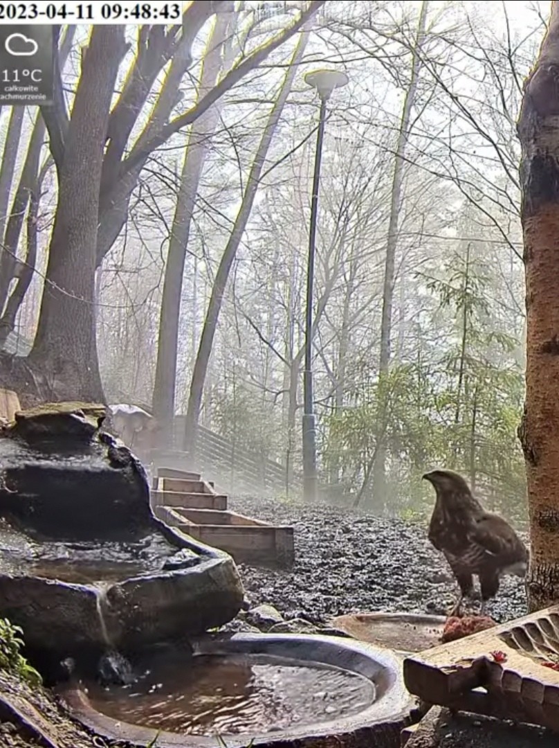 livebirdspoland_ea33ac10bb1911c04fafb960306c9961.jpg
