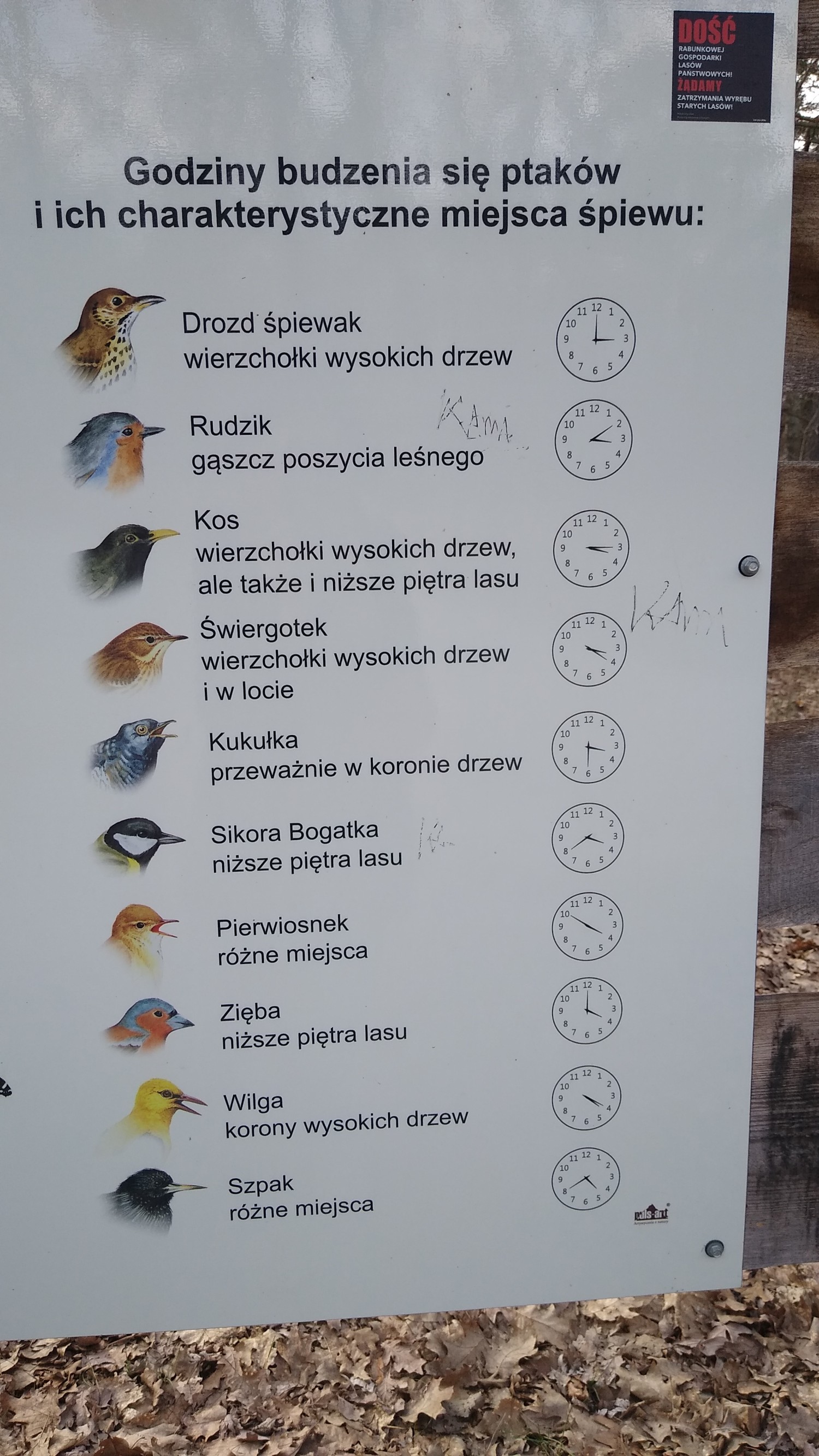 livebirdspoland_afaa750ffdfae5ec6b89f8460b87ae36.jpg