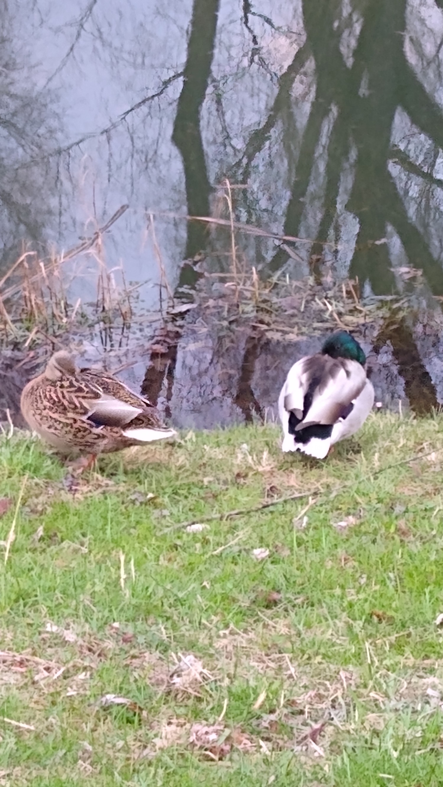livebirdspoland_50ed0ef9c8c5873a9a9b9f7573b87af9.jpg