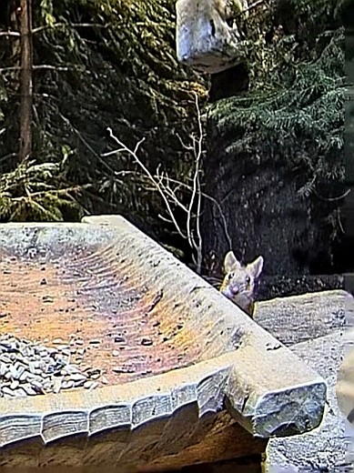 livebirdspoland_fc966466e3e8abbd0fd8ba6abb067a8c.jpg