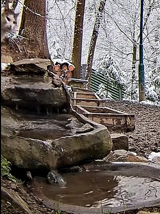 livebirdspoland_9f327fcd03818cf583f8fd21e32a6e4a.jpg