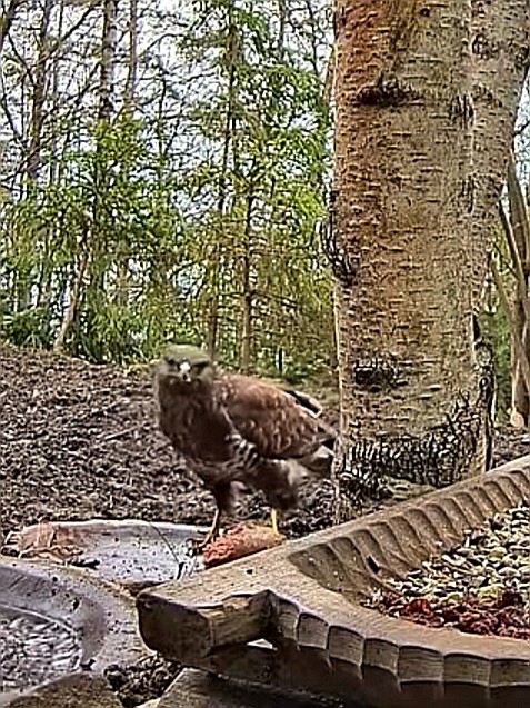 livebirdspoland_242171a126a87a347c2e66cd977f39ca.jpg